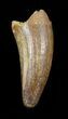 Cretaceous Fossil Crocodile (Elosuchus) Tooth - Morocco #49015-1